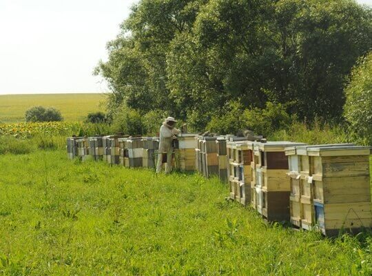 Honey Tradition Bee Farms in Slovakia